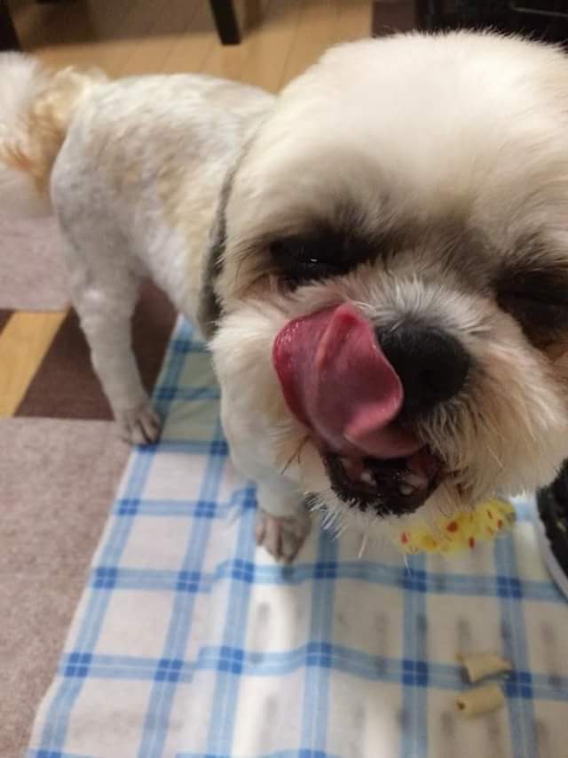 ✨シンデレラワンコ🐶シーズーの小太郎くん💕